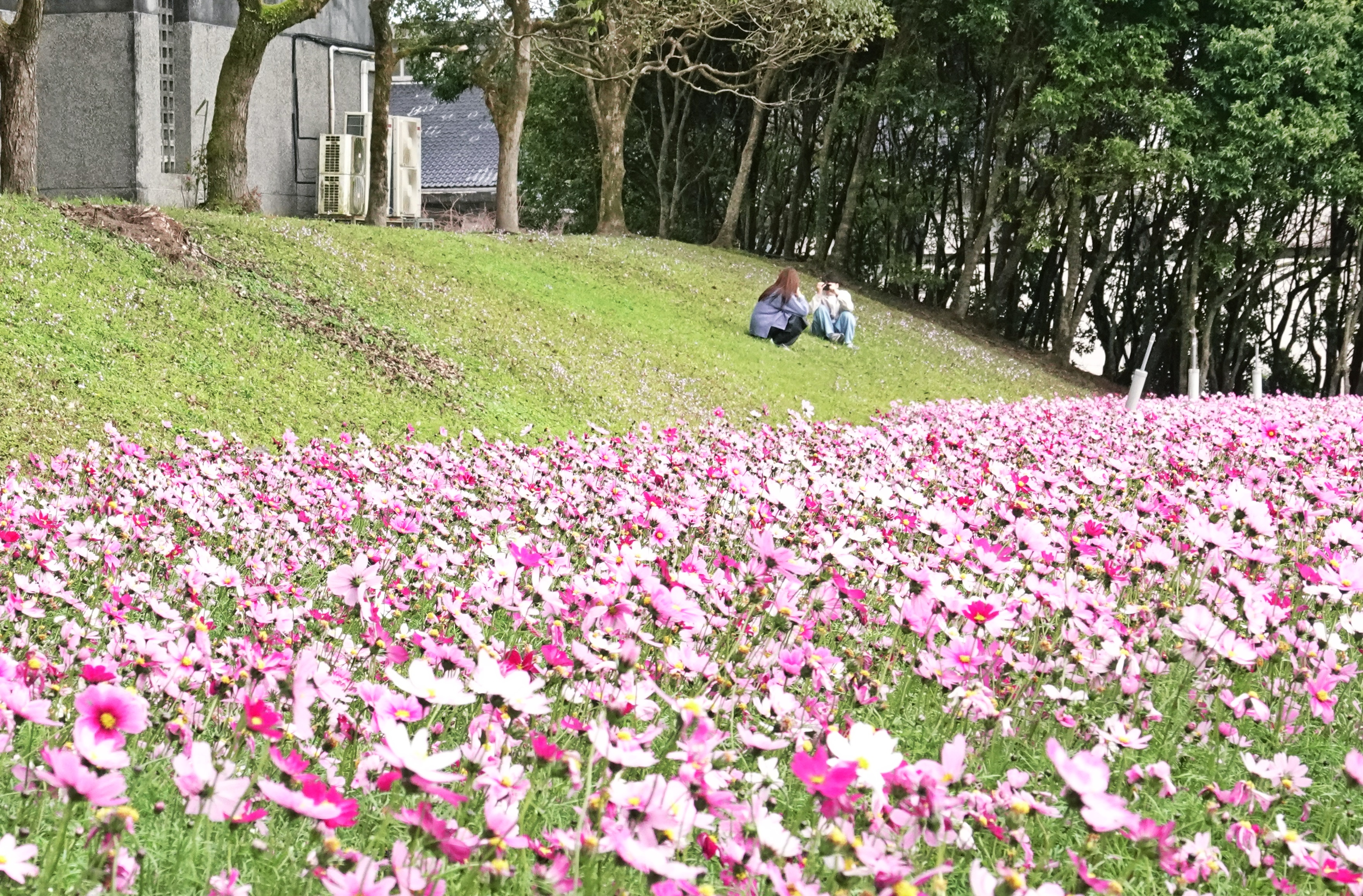 這是一張圖片